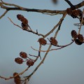写真: 榛の木（ハンノキ）