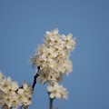 写真: 支那実桜（シナミザクラ）