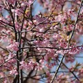 満開の桜にシジュウカラ