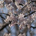 写真: 枝垂れ桜（シダレザクラ）