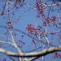 写真: 花の木（ハナノキ）