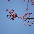 写真: 花の木（ハナノキ）
