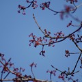 花の木（ハナノキ）