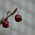 写真: 姫林檎（ヒメリンゴ）