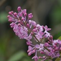 紫丁香花（ムラサキハシドイ）