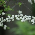写真: 蜆花（シジミバナ）