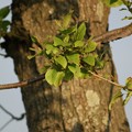 写真: 榛の木（ハンノキ）