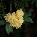 写真: 木香薔薇（モッコウバラ）
