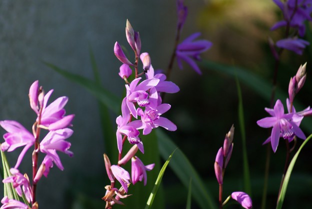 写真: 紫蘭（シラン）