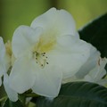 写真: 西洋石楠花（セイヨウシャクナゲ）