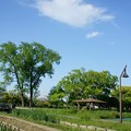写真: 水元公園　ＧＰ裏の菖蒲田付近