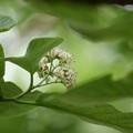 写真: 丸葉萵苣の木（マルバチシャノキ）