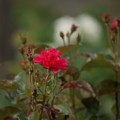 写真: 薔薇　パーマネント・ウェーブ