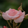 薔薇　ブライダル・ピンク