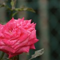 写真: 薔薇　スウィート・メリナ