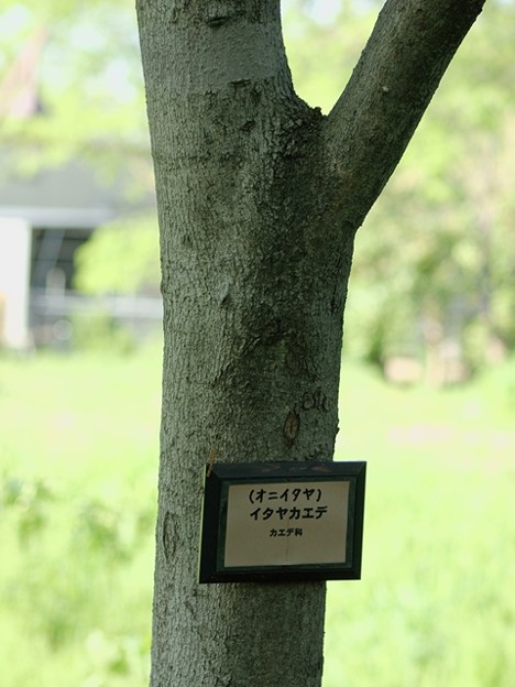 写真: オニイタヤ　樹皮　種名札
