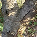 写真: ウコン　樹皮