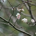 写真: 桜の開花を見つける