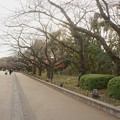 写真: 上野公園　桜並木