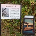 写真: 上野桜守の会
