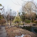 写真: 向島百花園　松の雪吊りに池