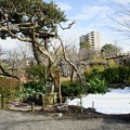 写真: 向島百花園　梅洞水脇には残雪