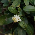 写真: 白花沈丁花（シロバナジンチョウゲ）