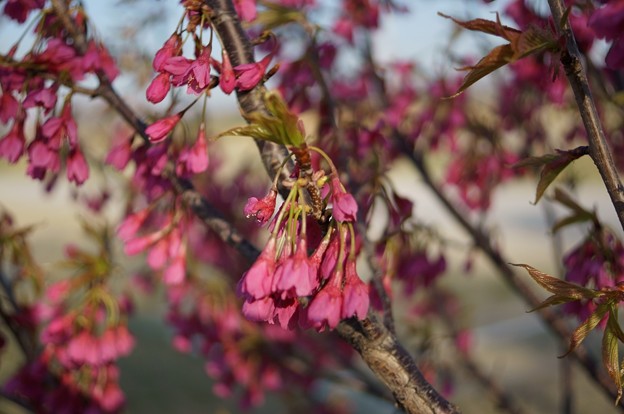 写真: 寒緋桜（カンヒザクラ）