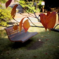 写真: 秋のベンチ