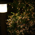 写真: 街灯と花と
