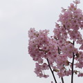 写真: 桜雲