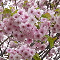 写真: 北の桜花