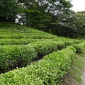 写真: 江戸茶畑