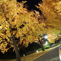 写真: 保土ヶ谷公園のイチョウ並木ライトアップ(2013/11/29)