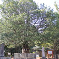 熊野速玉大社（ナギの木）