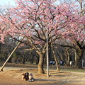 写真: 河津桜と（代々木公園2014年3月8日）
