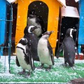 写真: 20121224　東北　雪のケープペンギン舎