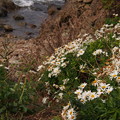 写真: ハマギク咲く海岸