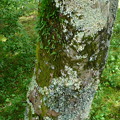 写真: カエデの樹皮の地衣類、蘚苔類　P1080238