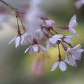 写真: 岡崎神社の桜