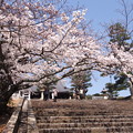 写真: 金戒光明寺の桜