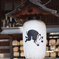 写真: 岡崎神社のうさぎ