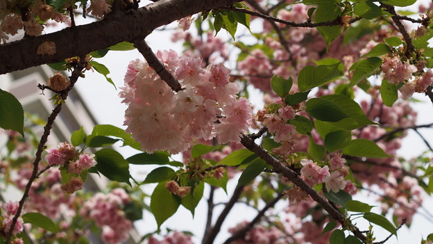 写真: 造幣局の桜