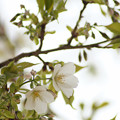 写真: 咲き出したオオシマザクラ