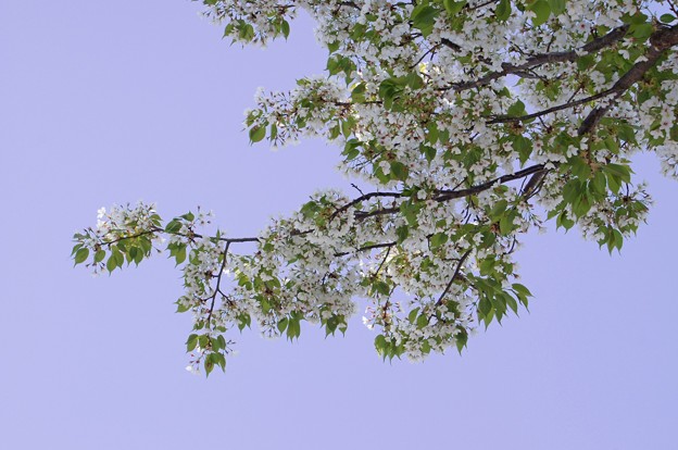 写真: 逞しい桜