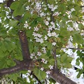 写真: 春の嵐に耐え残った桜