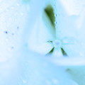 写真: 涼しさを求めて　水滴と紫陽花　４