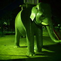 夜の象
