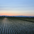 写真: 夕日の田園