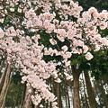 写真: 陶芸メッセ・益子の桜